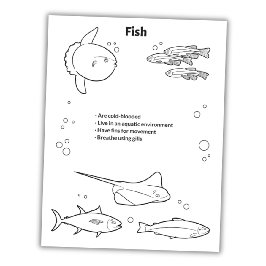 Curriculum bundles (4)