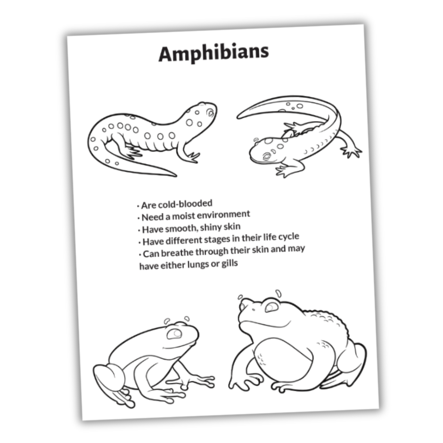 Curriculum bundles (5)