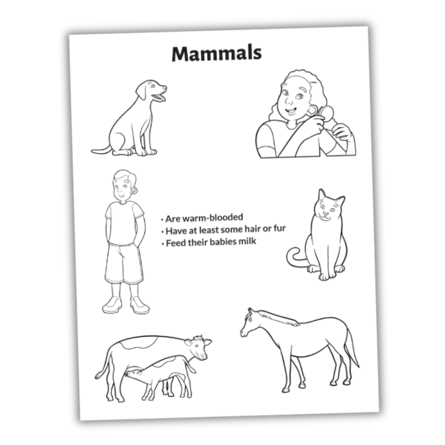 Mammals worksheet