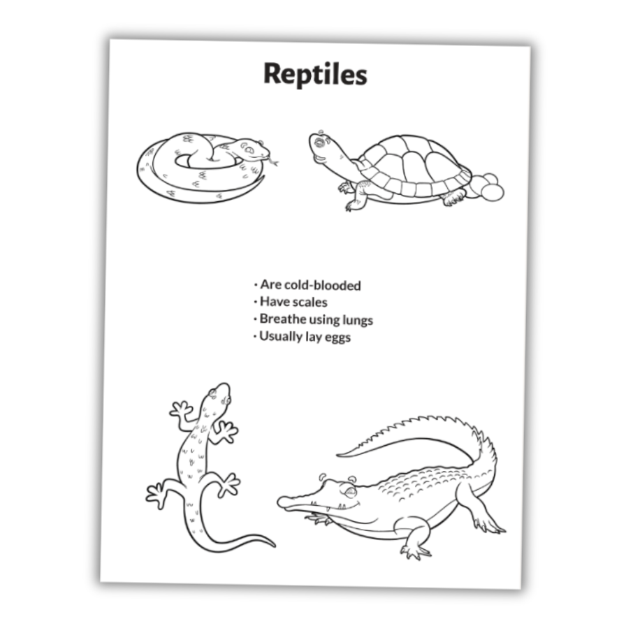 Reptiles characteristics worksheet preschool